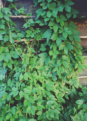 Green hop branches
