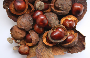Fototapeta premium Chestnuts on white