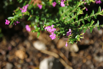 Small False heather Flower