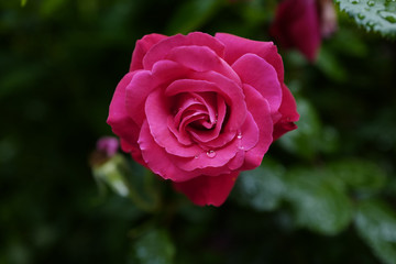 crying rose