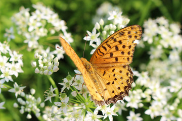 ニラの花の蜜を吸うツマグロヒョウモンのオス