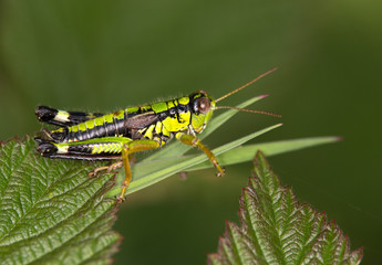 Macrophotographie d'un insecte: Miramelle alpestre (Miramella alpina)