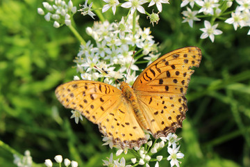 Obraz premium ニラの花の蜜を吸うツマグロヒョウモンのオス