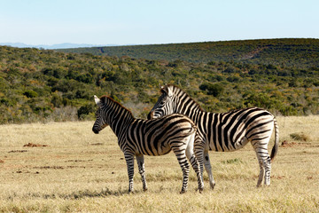 Fototapeta na wymiar Mommy - Burchell's Zebra