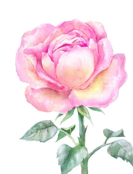 pink blooming rose in watercolor isolated on a white background.