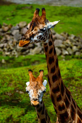 Giraffenmutter mit Kind