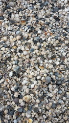 Muscheln am Strand