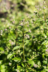 mint plant grown at vegetable garden