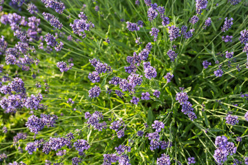 Gardens with the flourishing lavender
