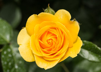 Yellow Rose on the Branch in the Garden