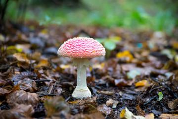 Little mushroom Amanita muscaria