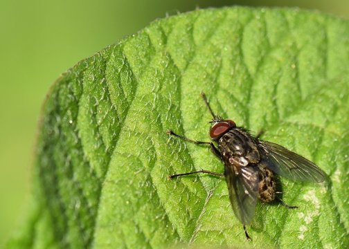 COMMON HOUSE FLY ON GREEN LEAF