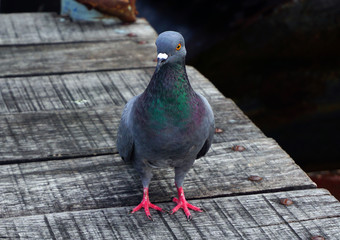 Pigeon grey. Beautiful pigeon close up. City birds. Pigeons of the Church. The bird view.