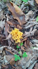 fungo nel bosco