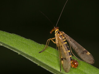 Macrophotographie d'un insecte: Panorpe vulgaire (Panorpa vulgaris)