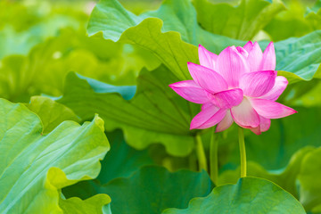 The Lotus Flower.Background is the lotus leaf.