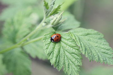 Marienkäfer im Wald