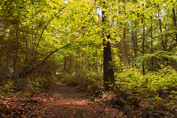 Fototapeta na wymiar English woodland path with the sun breaking through the leaves