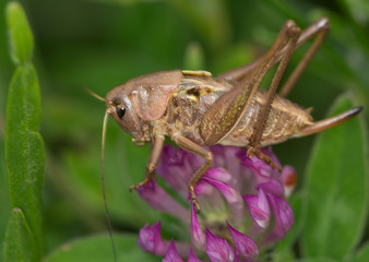 Macrophotographie d'un insecte: Sauterelle brune 