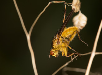 Macrophotographie d'un insecte: Scatophage du fumier (Scathophaga stercoraria)