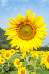 Large sunflower