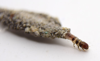 Bagworm moth isolate