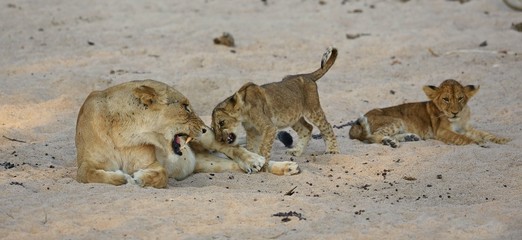 Lion female with cubs is resting on the sand, wild animal, african wildlife, this is africa, lions family pack, nature habitat