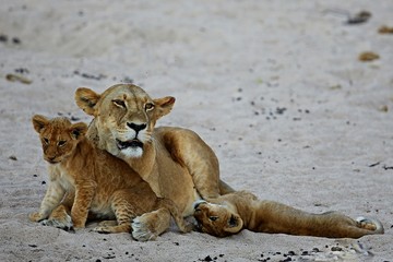 Lion female with cub is resting on the sand, wild animal, african wildlife, this is africa, lions family pack, nature habitat