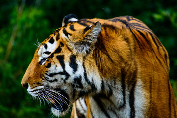 Tiger mit Beuteblick
