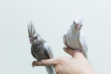 Baby gray and white cockatiel birds on finger female.