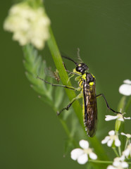 Macrophotographie d'un insecte: Tenthrède verte (Rhogogaster viridis