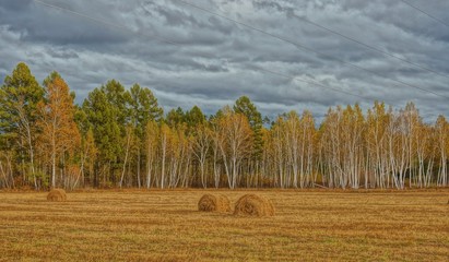 Поле на опушке леса 