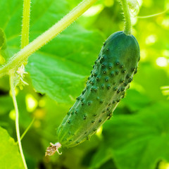 Naklejka premium growing cucumbers in the garden