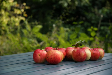 Apfelernte im Biogarten
