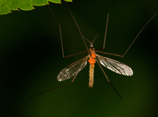 Macrophotographie d'un insecte: Tipule avec parasites