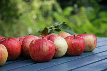 Apfelernte im Biogarten