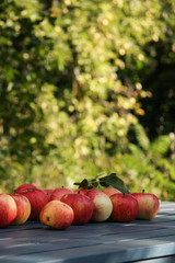 Apfelernte im Biogarten