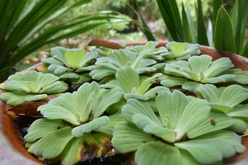 Obraz premium leaf green water fern (mosquito fern) in basin