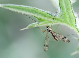 Macrophotographie d'un insecte: Tipule