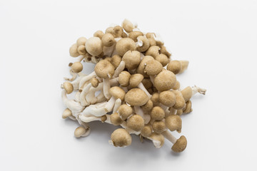 Shimeji mushrooms brown isolated on white background