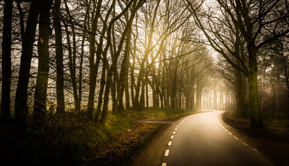 Misty forest road