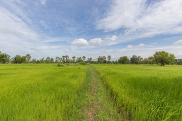 Paddy jasmine rice farm with beautiful sky in Thailand