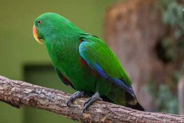 Crédence de cuisine en verre imprimé Perroquet Eclectus parrot (Eclectus roratus).