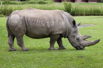 Crédence de cuisine en verre imprimé Rhinocéros Southern white rhinoceros (Ceratotherium simum simum).