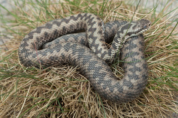 European viper (Vipera berus).