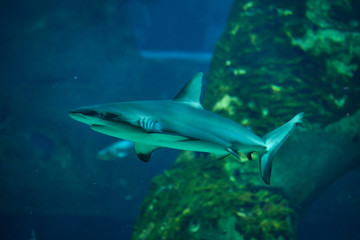 Fototapeta premium Grey reef shark (Carcharhinus amblyrhynchus).