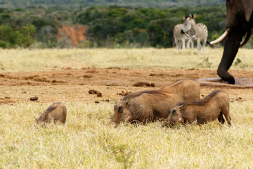 Family of warthog eating grass
