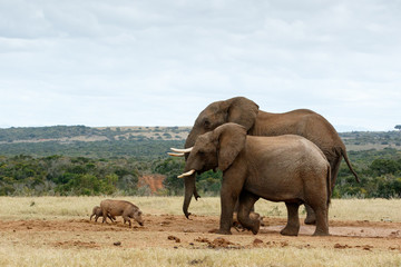 Fototapeta na wymiar Big Brothers African Bush Elephants