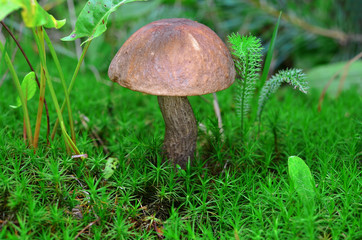 Mushroom in the moss