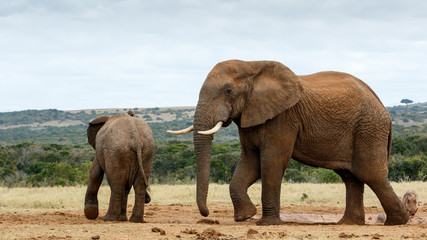 Fototapeta na wymiar This is my water move - African Bush Elephant